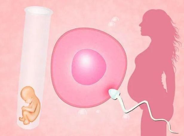 试管婴儿前如何提高卵子质量？